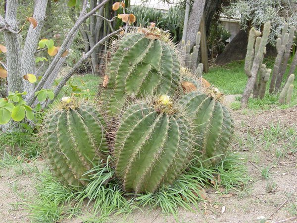 Ferocactus_ echidne